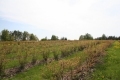 IMG_9355.JPG