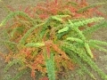DSC06928.JPG